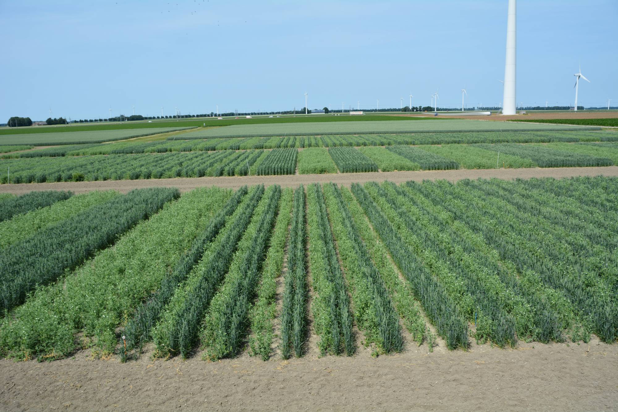 Wheat-pea trial, the Netherlands