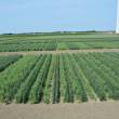 Wheat-pea trial, the Netherlands