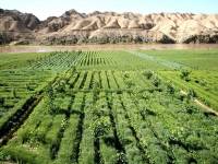 china intercropping 1 gansu