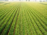 china intercropping 4 peanut maize