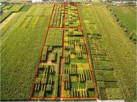 china intercropping 5 several crops