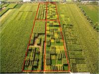 china intercropping 5 several crops