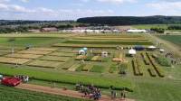 EFD Intercropping Germany