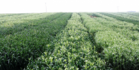 intercropping wp2 2