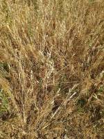 intercrops harvest ReMIX 5