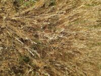 intercrops harvest ReMIX 5 intercrops harvest ReMIX 5