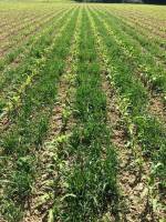 Maize-barleyR intercropping france