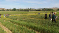 Spanish Map intercropping